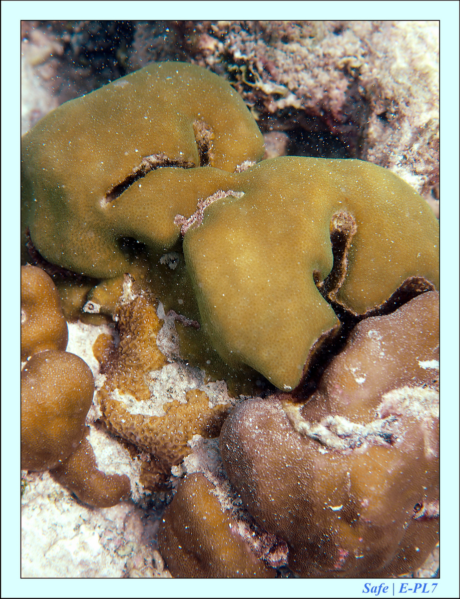 2019 - 07 - Snorkeling maldives - 18